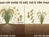 Vì sao cây khỏe từ gốc thì ít tốn thuốc?