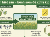 Nhận biết sâu – bệnh sớm để xử lý kịp thời