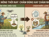Làm nông thời nay: chăm đúng hay chăm nhiều?