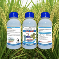 KASUGACIN 3SL – KASU NHẬT
